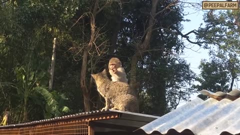 Cat and monkey game