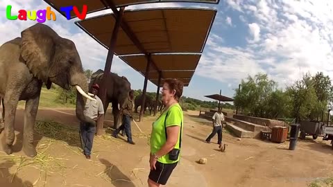 Funny Elephants Trolling Human Compilation