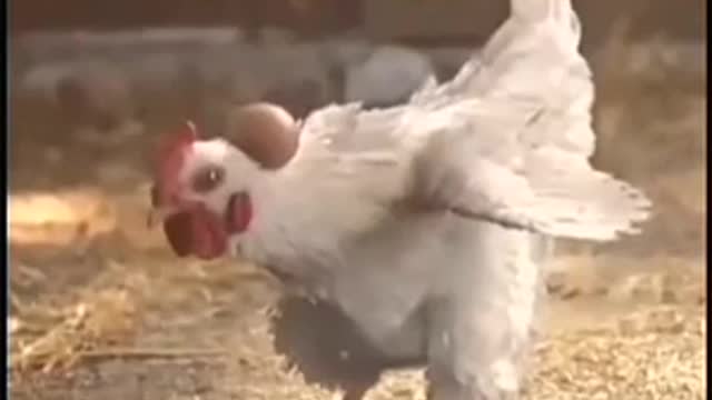 Cristiano Ronaldo's ghost came in the chicken