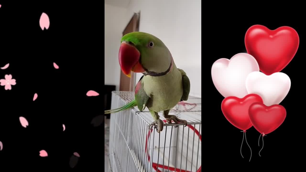 A singing happy birth day parrot