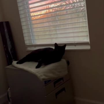 Adopting a Cat from a Shelter Vlog - Cute Precious Piper is Sleeping By a Sunset #shorts