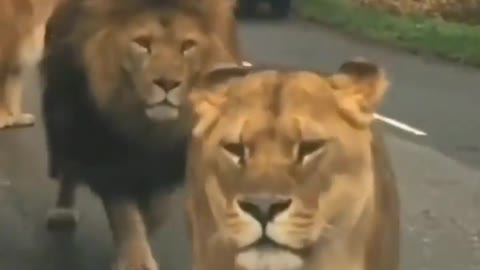 Lions Walking on the way