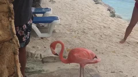 Flamenco se ducha con un humano en la playa