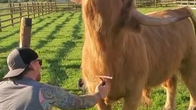 funny camels 2021