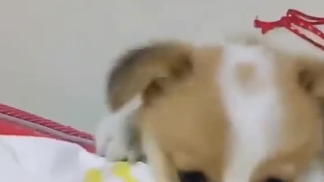 New Comedy cat vs Dog funny video latest