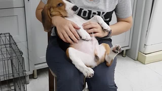 Tummy Scratches Cause Kicking