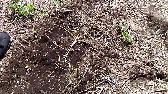 Planting purple hull beans in Back to Eden style garden