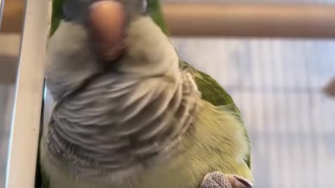 Cute parrot calling PAPA