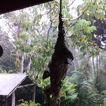 29.11.2024 Yellow-bellied Sunbird