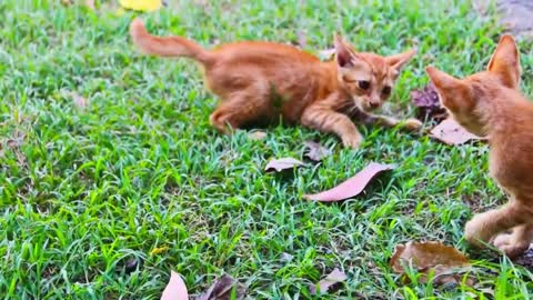 Gatos jovens brincam no jardim