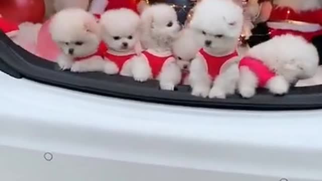 little dog and funny cute dog