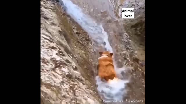 Cute🐶 puppies playing water