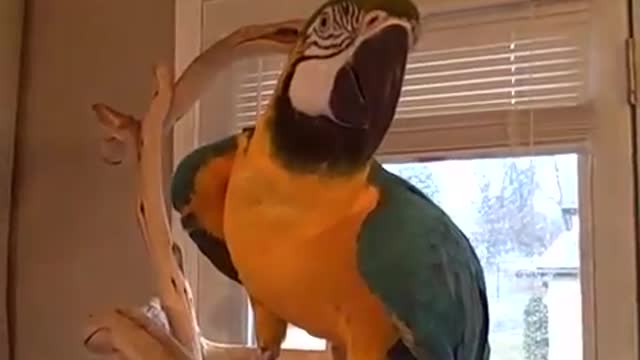 Funny Talking parrot decided to laugh like a human )