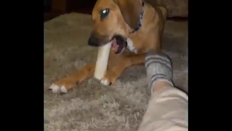 Funny Animals