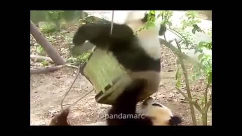 Какие, потешные создания,