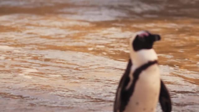 Penguin showing off on the Beach