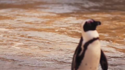 Penguin showing off on the Beach