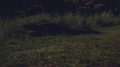 Alligator migrating from pond to pond