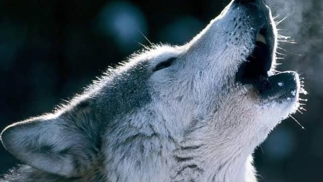 Howling wolf sounds