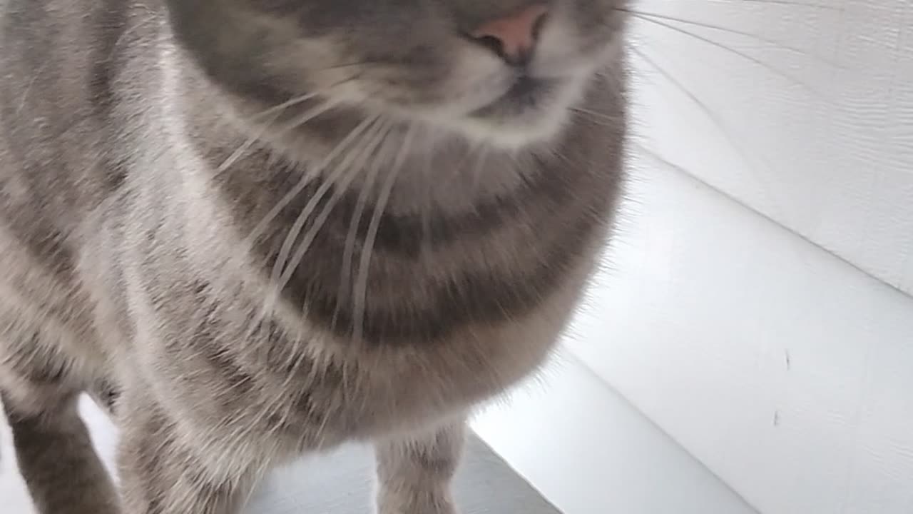 My cat Gray