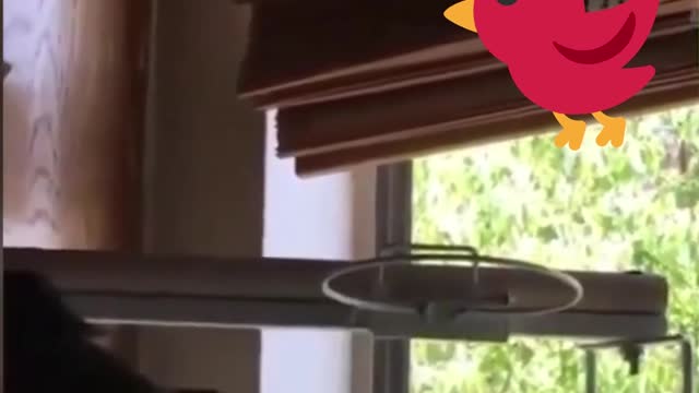 arabic dance from parrot
