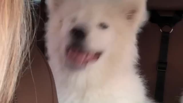 Pooch Sneezes to the Beat