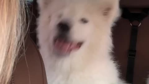 Pooch Sneezes to the Beat