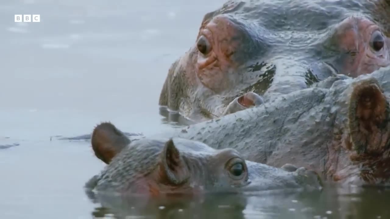 Eight Unmissable Hippo Moments | BBC Earth