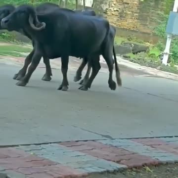 "Hilarious Hijinks: The Unlikely Duo of Dog and Buffalo on a Joyride!"