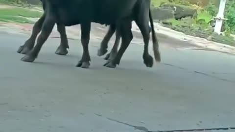 "Hilarious Hijinks: The Unlikely Duo of Dog and Buffalo on a Joyride!"