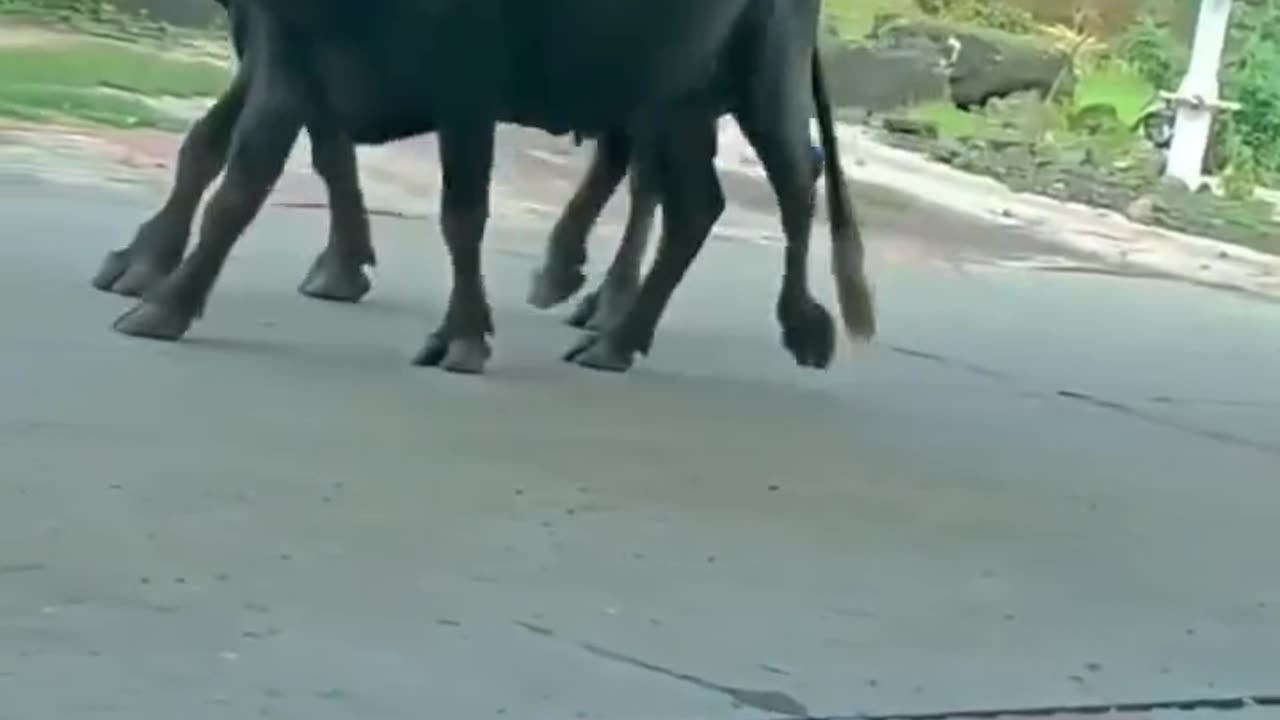 "Hilarious Hijinks: The Unlikely Duo of Dog and Buffalo on a Joyride!"