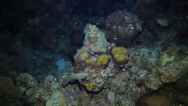 Large Octopus on a Night Dive