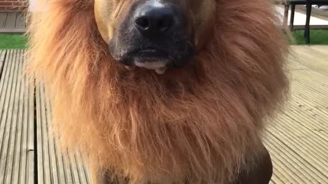 Dog or lion ?