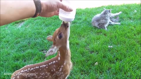 Baby Deer Jumping & Hopping (CUTEST Compilation)