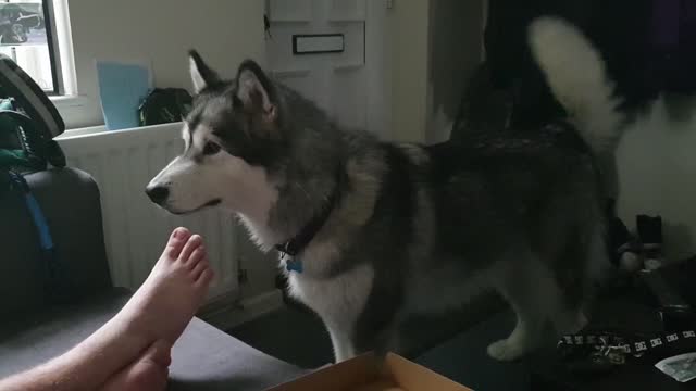 Malamute Throws Tantrum After Being Denied Pizza