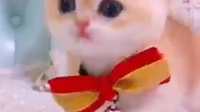 Cute cats and kittens video cute cats funny video