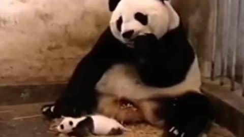 Try not to laugh or grin while watching funny animals