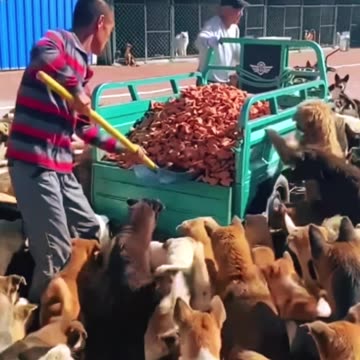 Alimentando os Cachorros