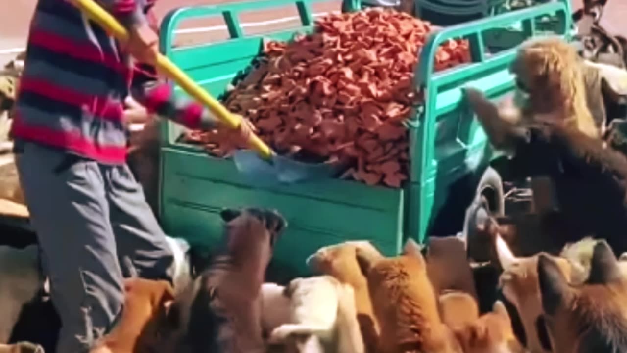 Alimentando os Cachorros