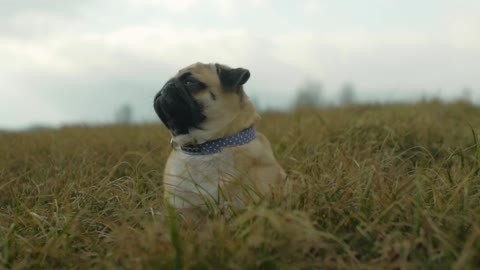 Sweet Pug in sky contemplation