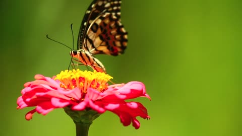 butterfly flower