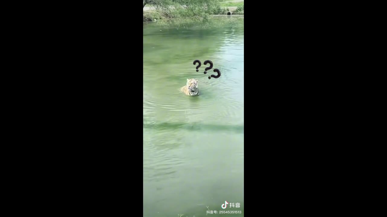 Funnyvideo#๐๐ viralshorts #Trending๐๐