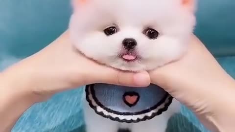 cute puppy