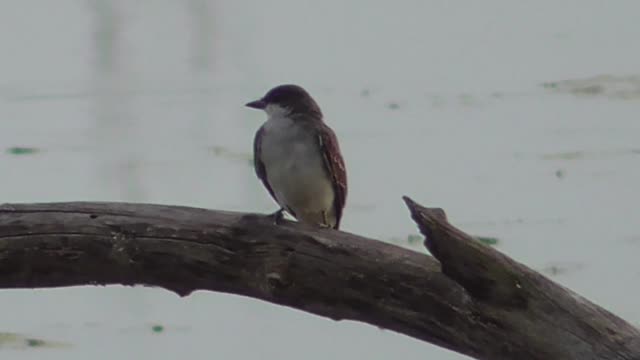 300 Toussaint Wildlife - Oak Harbor Ohio - Compiled Chimney Swifts Capture