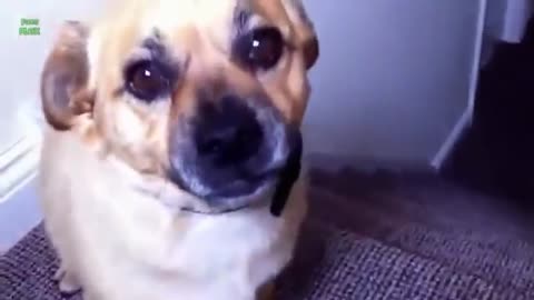 Cute and funny dogs 😃