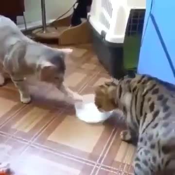 i don’t get it, Someone tell me what’s going on here?