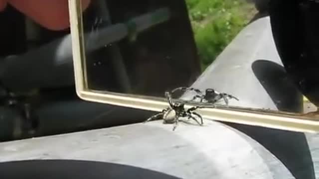 Video Remix. Scientific Reality.