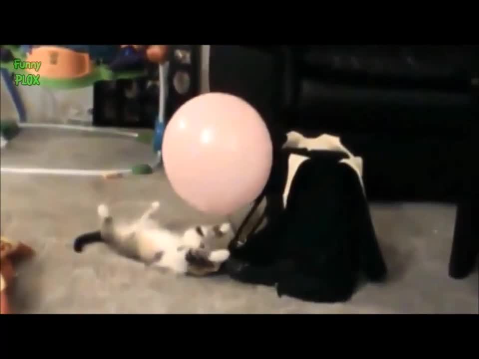 Cat vs balloons