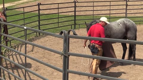 How to respect the horse and you. Horse Training Concepts To Consider
