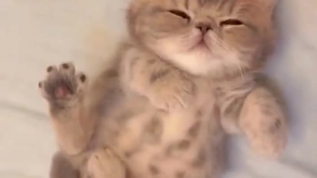 Funny cat videos part #4